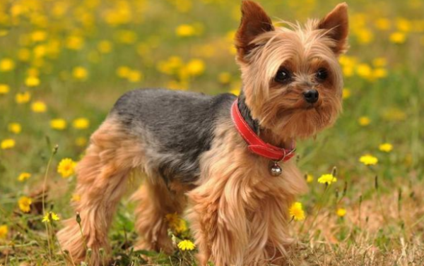 The goddess of the dog world, Yorkshire Terrier, is not owned by many people. Why?