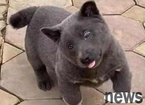 There is a dog that looks like a cat in the village. It is famous for its unique appearance.