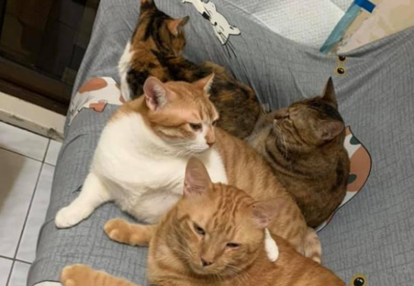 My brother has 14 cats and 3 dogs at home. Every time he feeds food, it’s like negotiating.