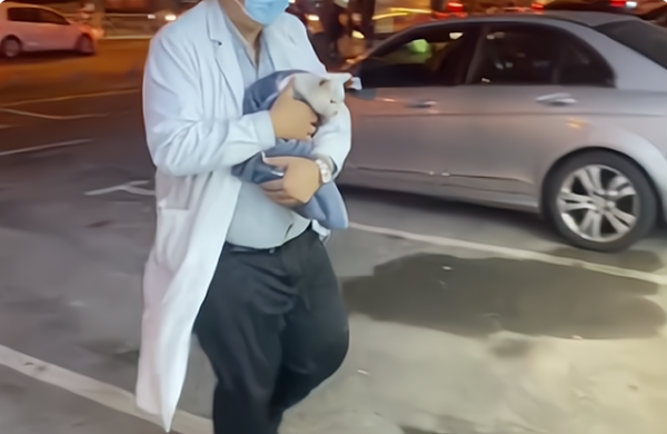 A white cat with an owner was hiding under the electric car, and blood was dripping from the corner of its mouth.