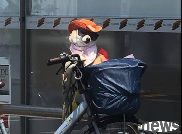 The Shiba Inu is sitting in the basket of a bicycle, wearing a sun hat and sunglasses, looking like a Western cowboy!