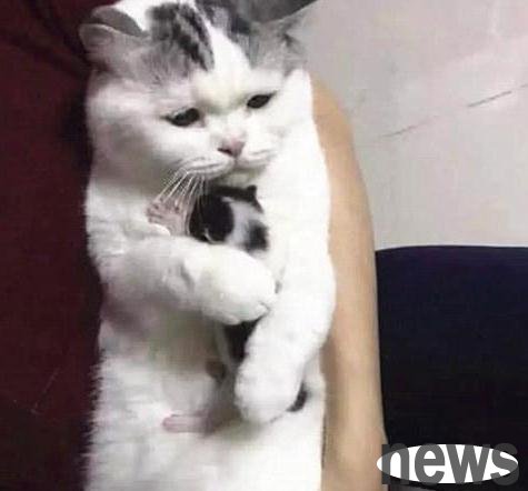 The cat gave birth to a single baby, and the woman pretended to give away the kitten, but when she looked down, she couldn t do it!