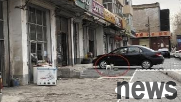 Uncivilized dog walking occurs frequently, and citizens call on pet owners to be civilized people