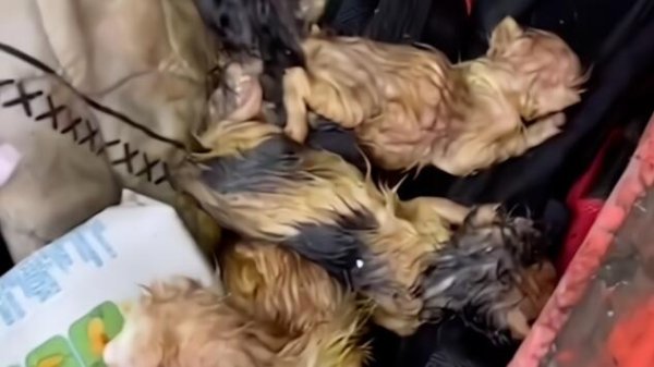 Five kittens shouted 