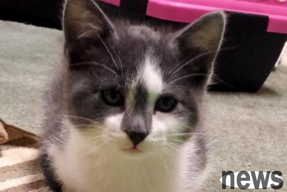 I brought back a little brother when I went out to play. Netizens donated money to help the two cat brothers stay together.