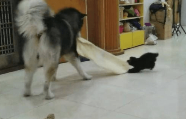 Two dogs competed for a towel, and Erha swung the dog and the towel angrily, making his owner laugh in the end.