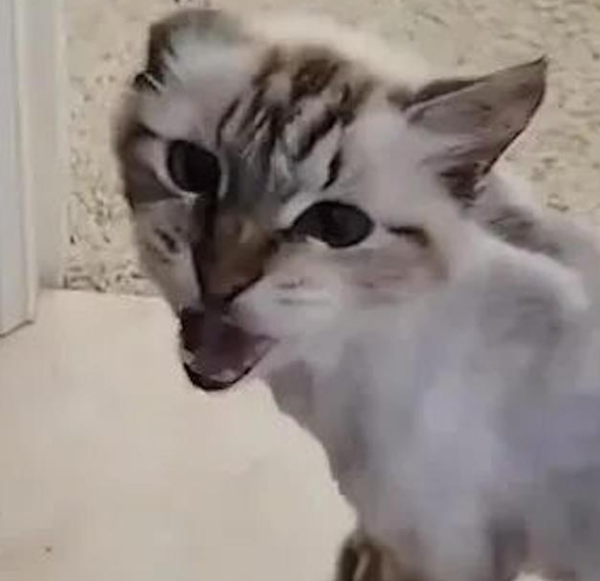 The 12-year-old cat was thrown away as garbage in the old house until he met a new owner