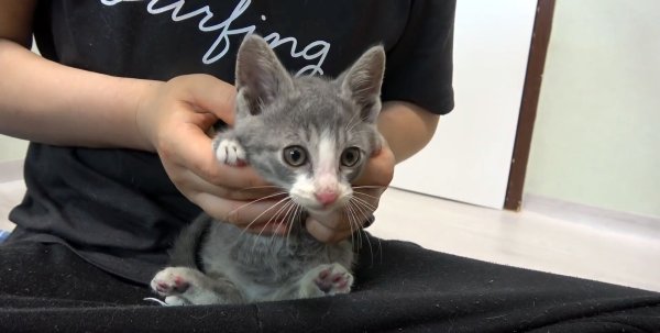 The stray kitten stutters and uses its body to hit the door. Cat: Please, please open the door.