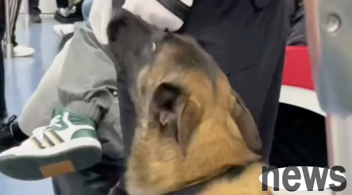 The police dog slept until he was snoring on the job, and after being discovered... Netizen: Leash it to me, I will stand guard for it!