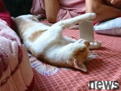 The woman checked to see if her son was playing with his mobile phone, and when he opened the door, the cat asked: Is it easy for me?