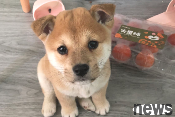 A netizen was playing with his newly arrived Shiba Inu, and suddenly felt a warmth in his arms. The dog said: I m so sorry.