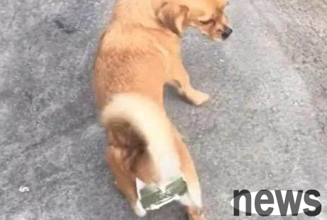 Not wanting the dog to get pregnant and give birth to a baby, the man put a magical device on the dog