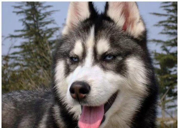 The little kitten secretly lay next to Erha while he was sleeping. Erha was confused when he woke up.