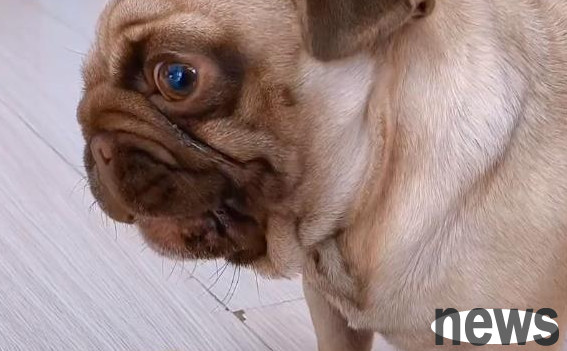 Dog in Heilongjiang eats tofu and grins at his owner, then gets scared and leaves immediately after hearing the use
