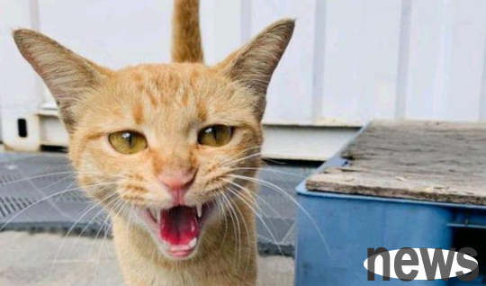 The stray orange cat was favored by his uncle. He casually said that he wanted to see kittens, and the cat’s mother actually brought 4 babies the next day.