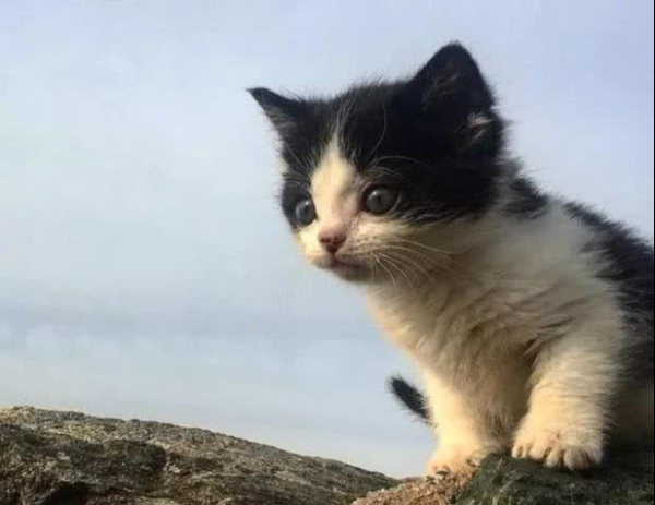 Found a kitten on the beach, the woman said hello to it, and the cat followed her home
