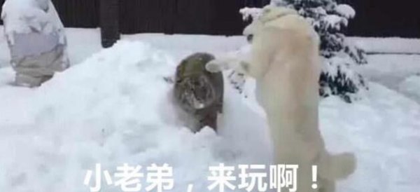 When the little tiger was adopted, he was always bullied by the dog. When the little tiger grew up, the dog said: Very panic!